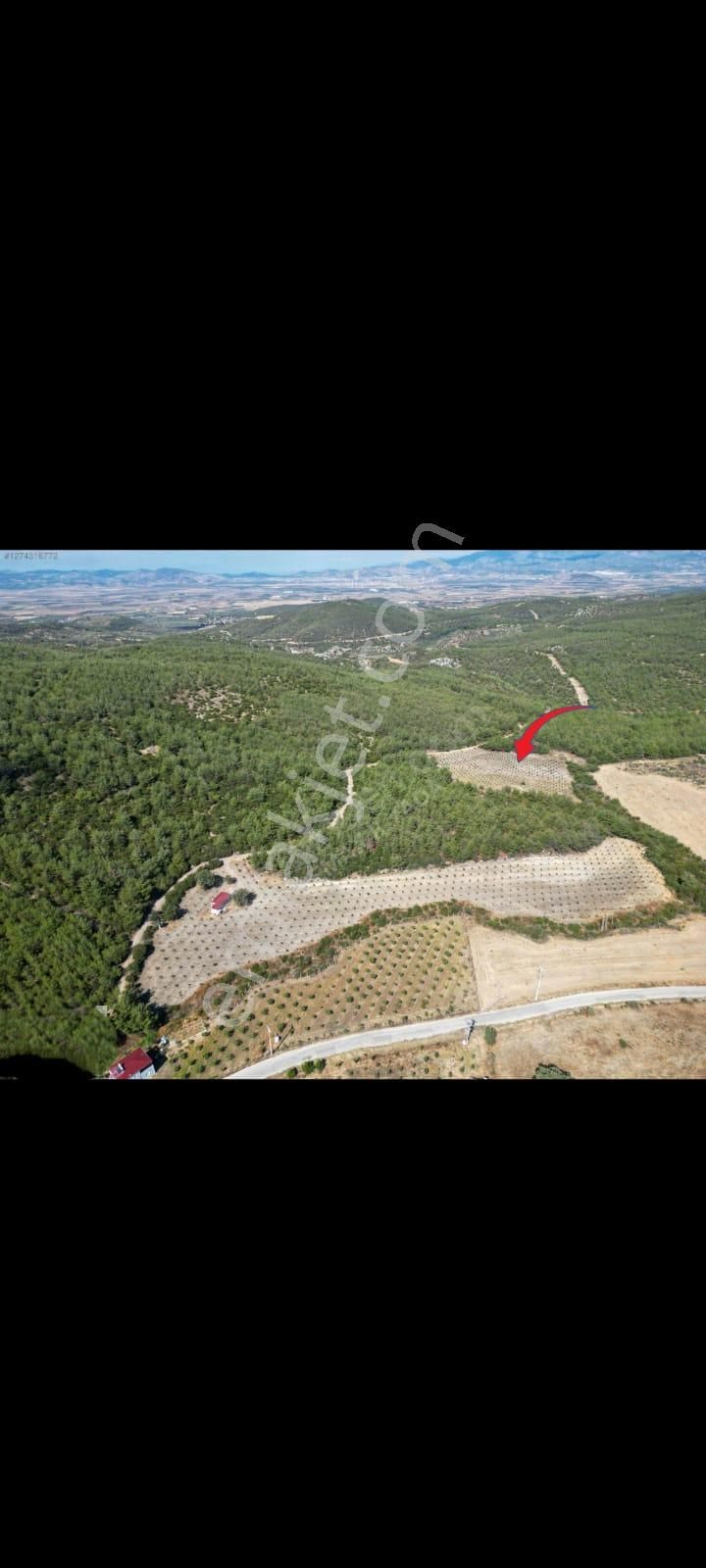 Bergama Zeytindağ Satılık Tek Tapu Tarla - Görsel 4