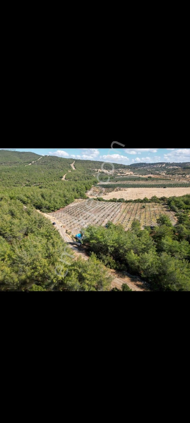 Bergama Zeytindağ Satılık Tek Tapu Tarla - Görsel 3