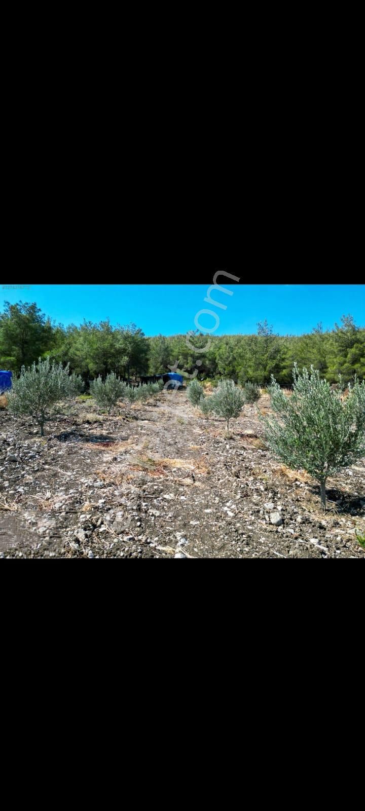 Bergama Zeytindağ Satılık Tek Tapu Tarla - Görsel 7