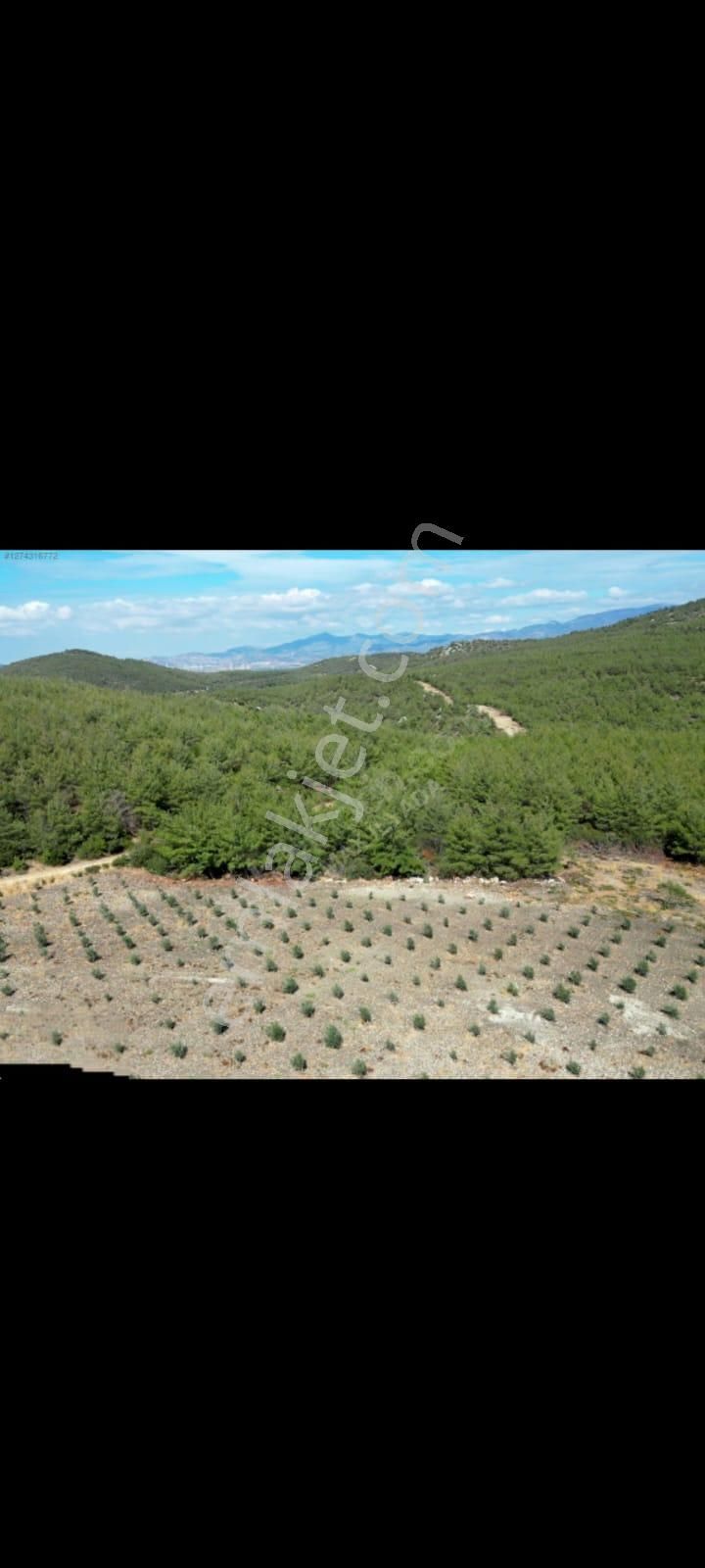 Bergama Zeytindağ Satılık Tek Tapu Tarla - Görsel 6