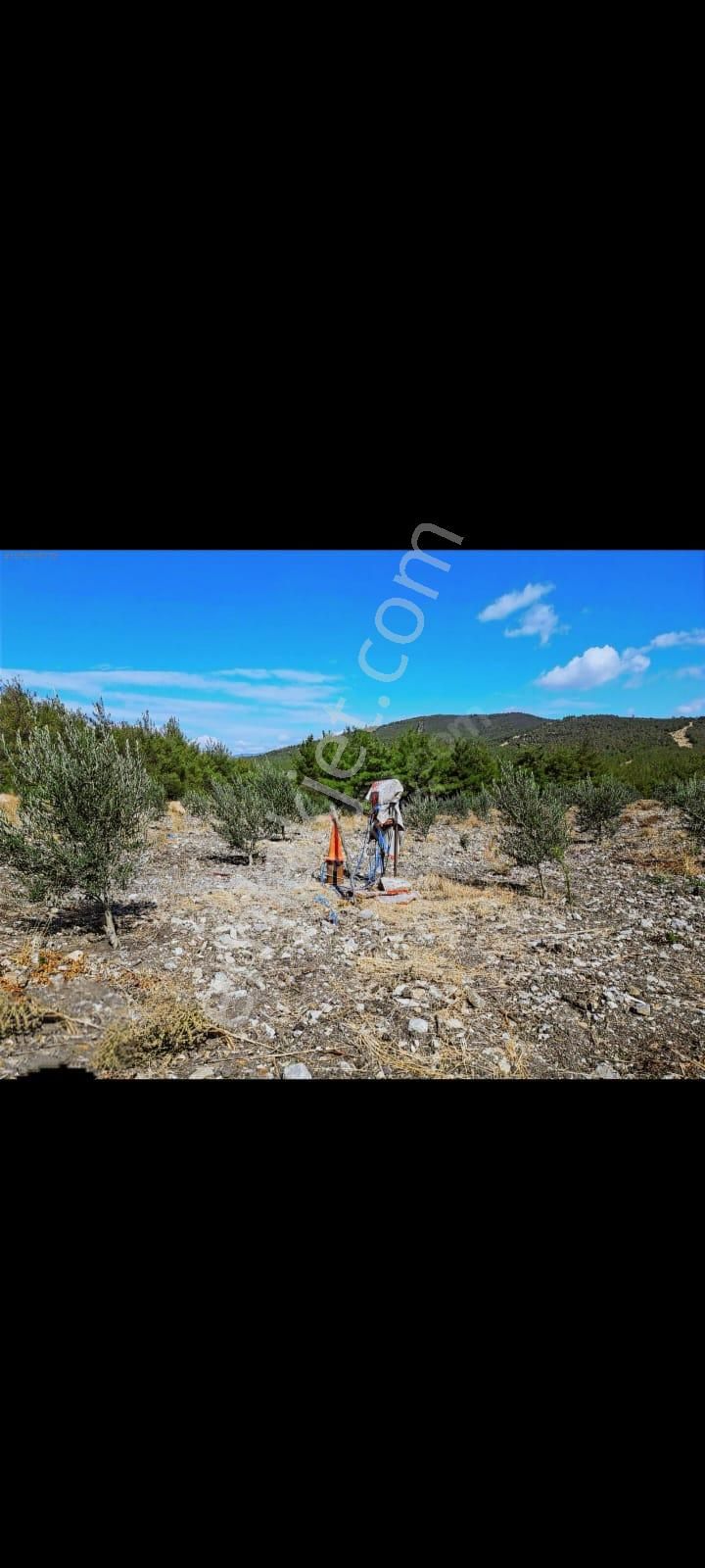 Bergama Zeytindağ Satılık Tek Tapu Tarla - Görsel 8