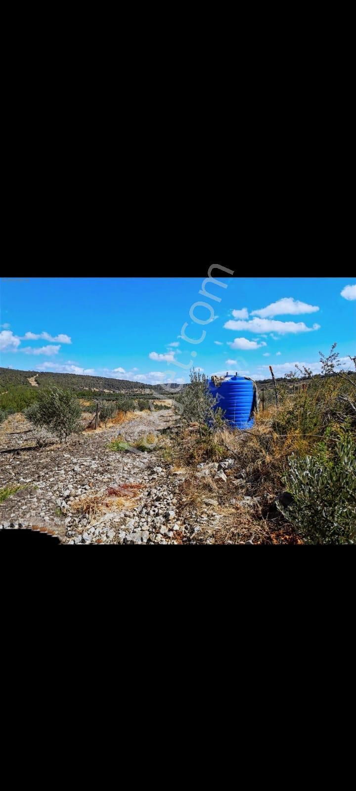 Bergama Zeytindağ Satılık Tek Tapu Tarla - Görsel 9