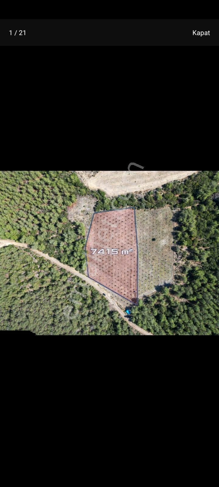 Bergama Zeytindağ Satılık Tek Tapu Tarla