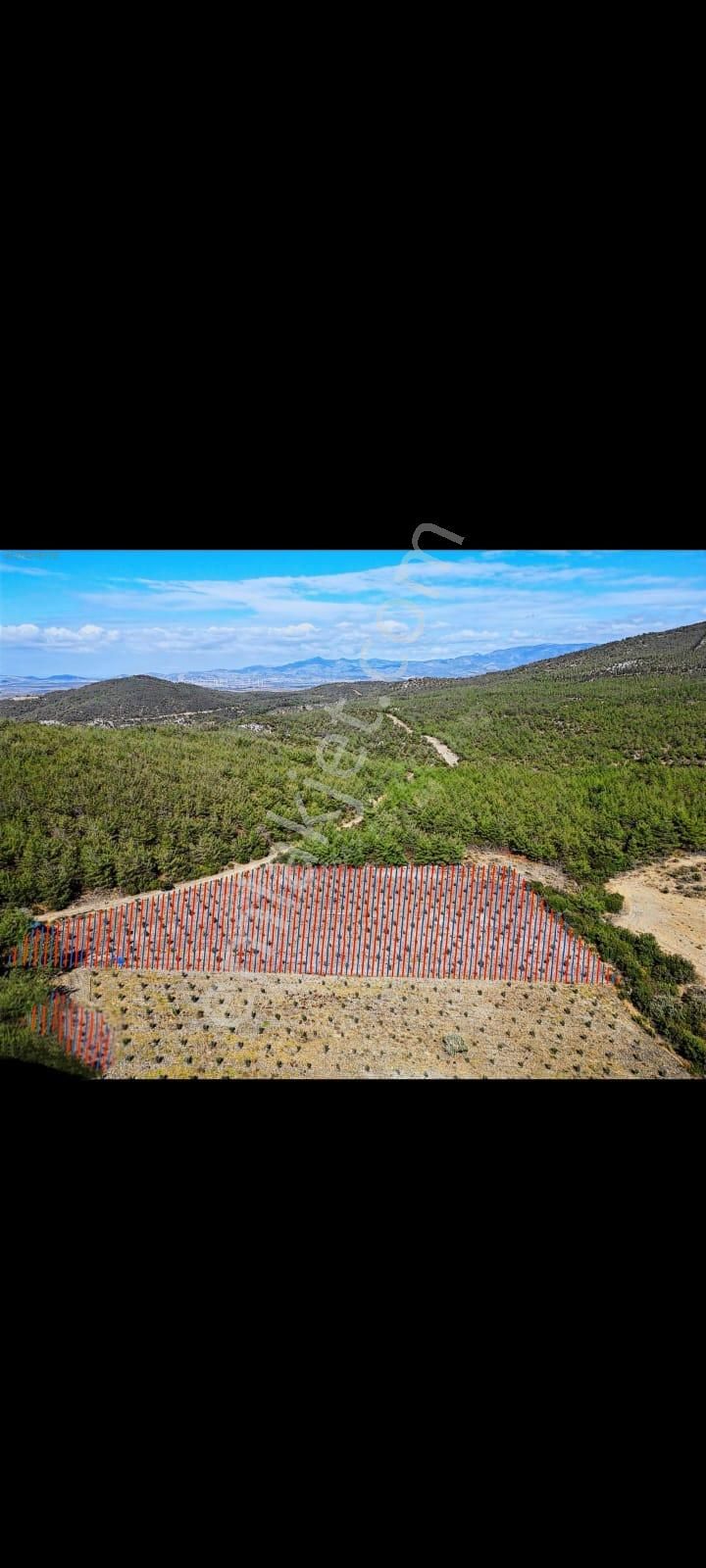 Bergama Zeytindağ Satılık Tek Tapu Tarla - Görsel 11