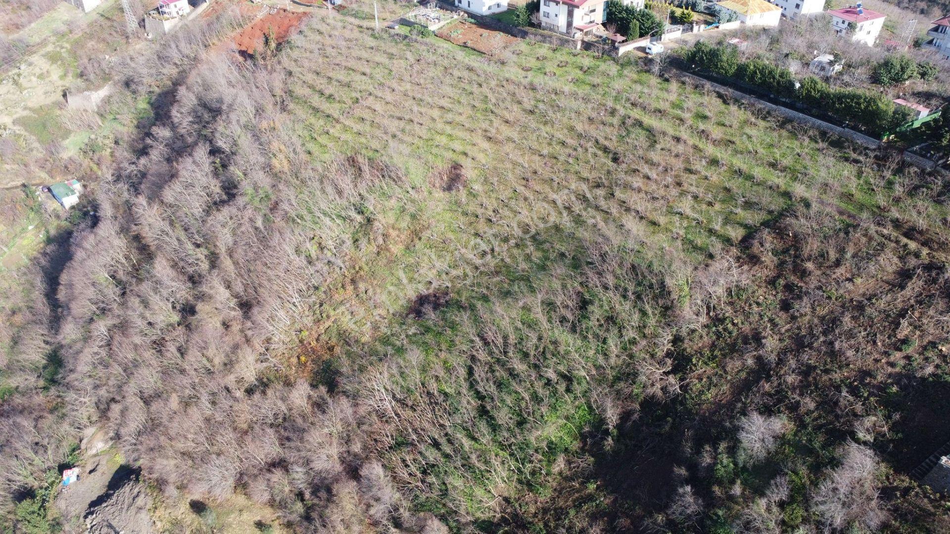 Trabzon Çukurçayır Sofraka Ya Da Satılık Arsa - Görsel 12