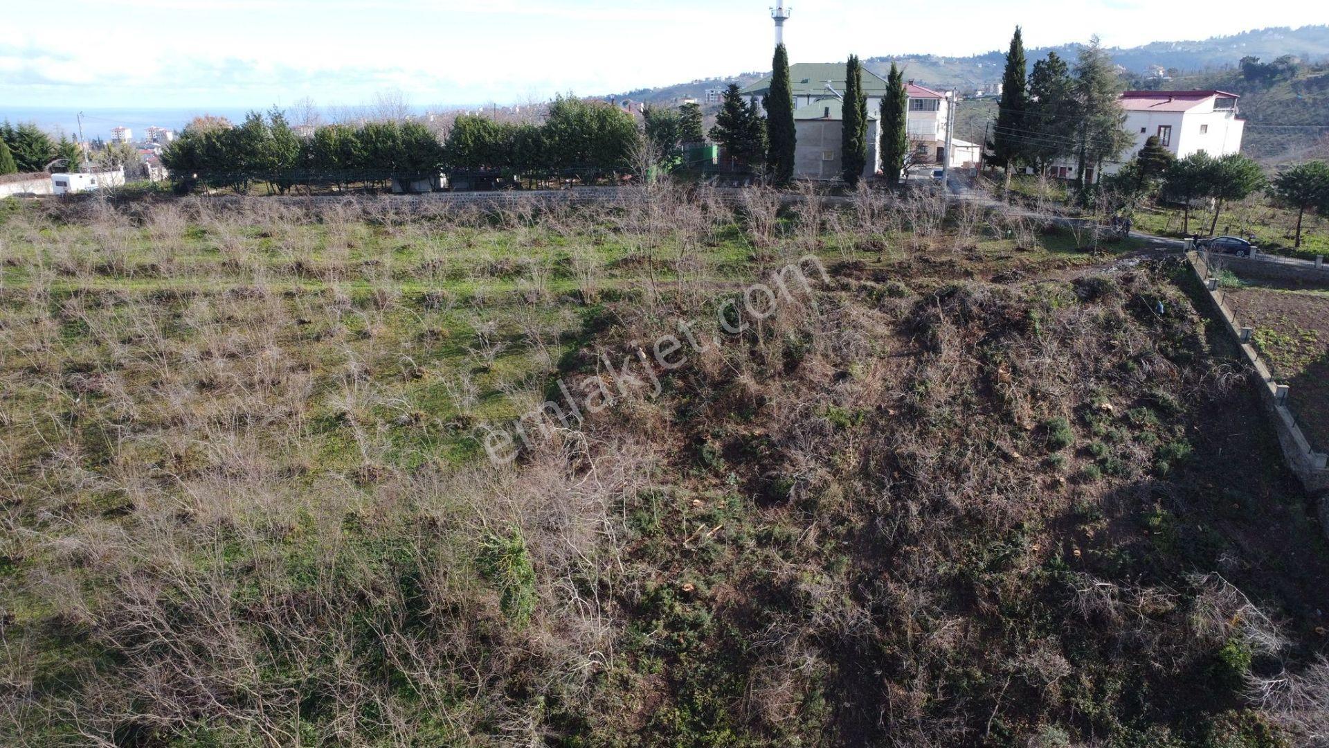 Trabzon Çukurçayır Sofraka Ya Da Satılık Arsa - Görsel 7