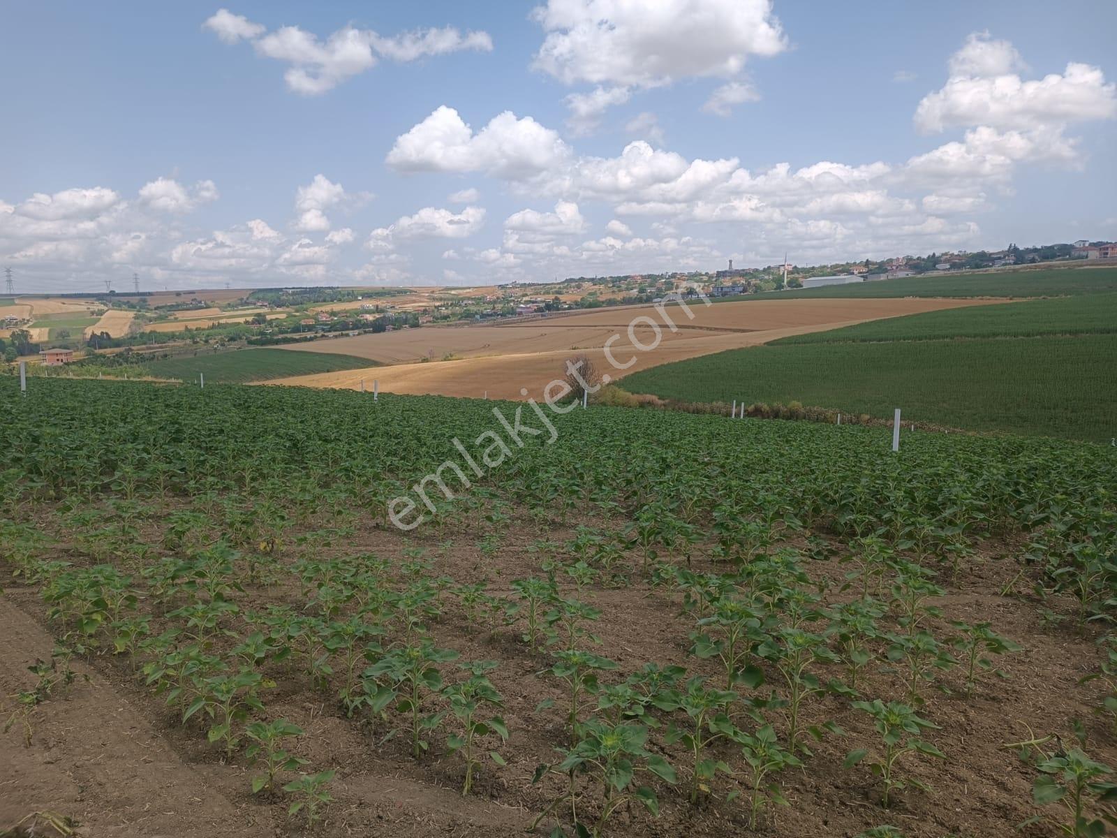 Tekirdağ Marmaraereğlisi Çeşmelide Satılık 212,35 Ada Parsel - Görsel 4