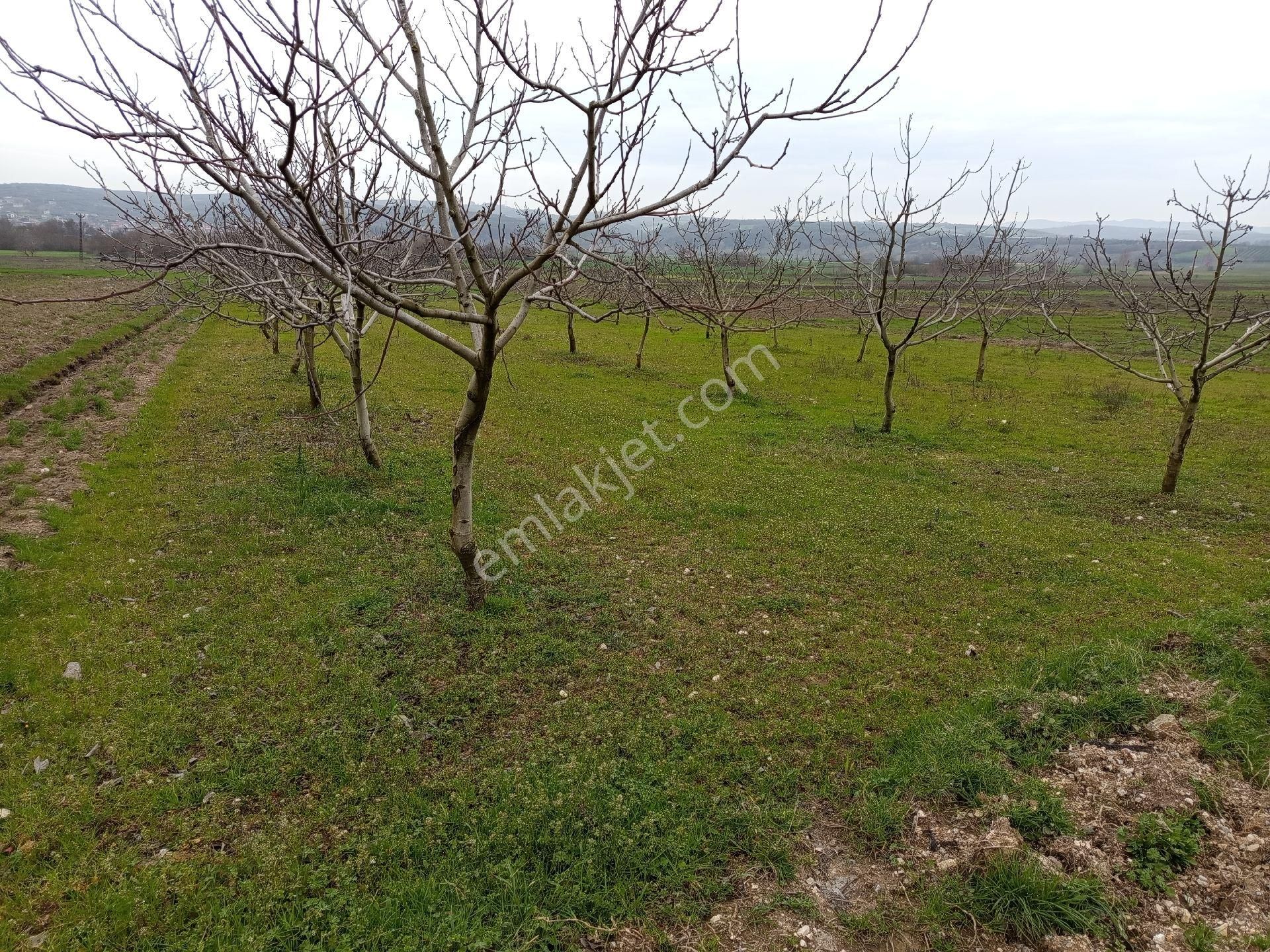 Bagirga Köyünün Kalbinde Satılık 1.700 Mt2 Ceviz Tarla Si - Görsel 14