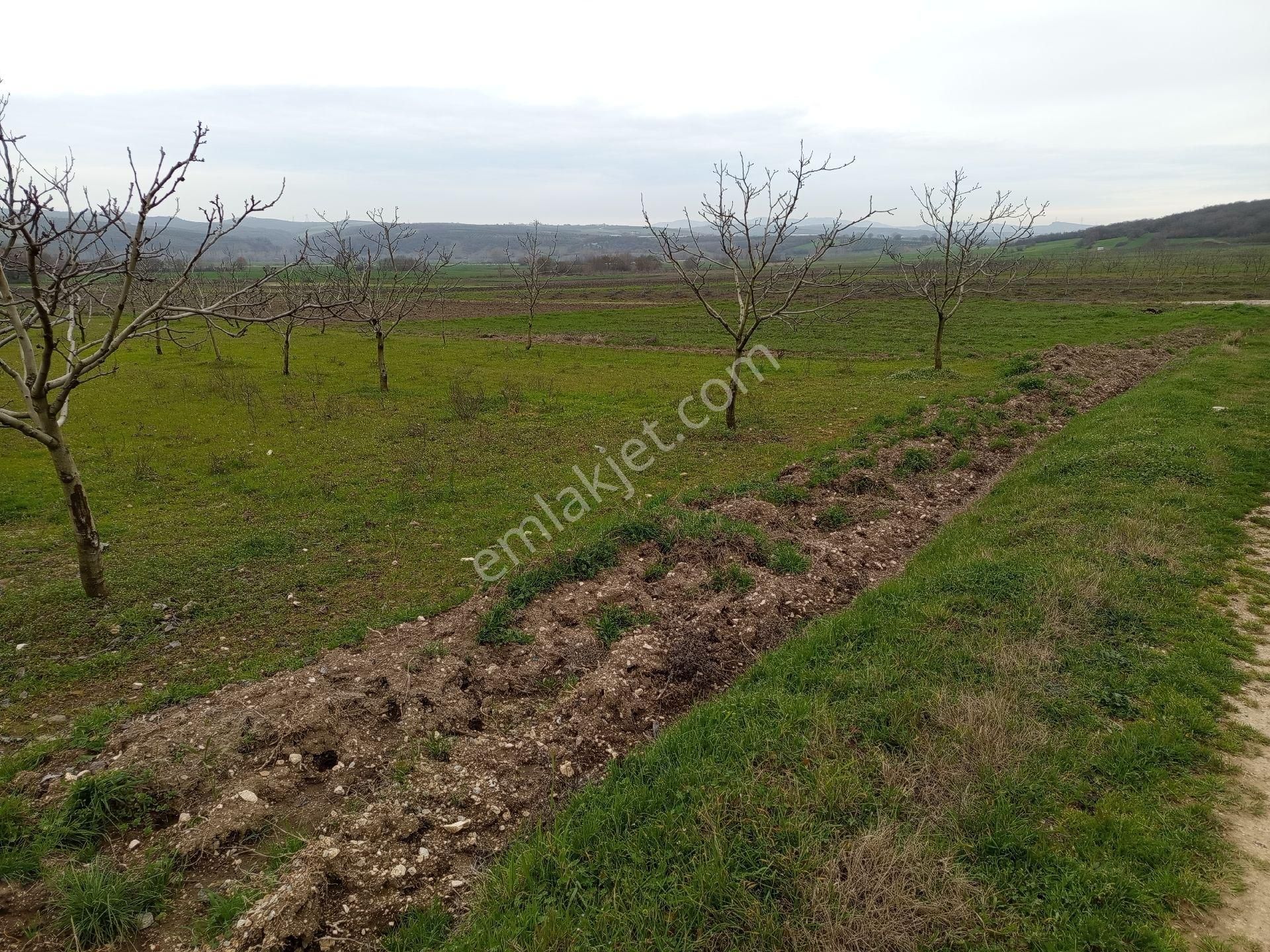 Bagirga Köyünün Kalbinde Satılık 1.700 Mt2 Ceviz Tarla Si - Görsel 10