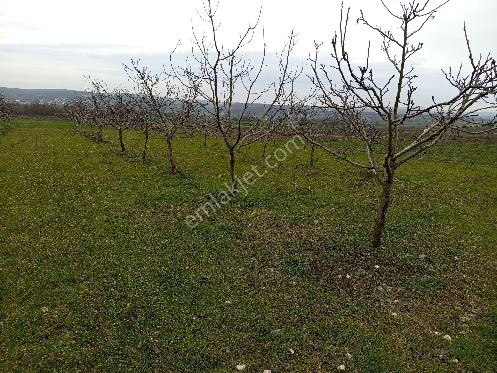 Bagirga Köyünün Kalbinde Satılık 1.700 Mt2 Ceviz Tarla Si - Görsel 5