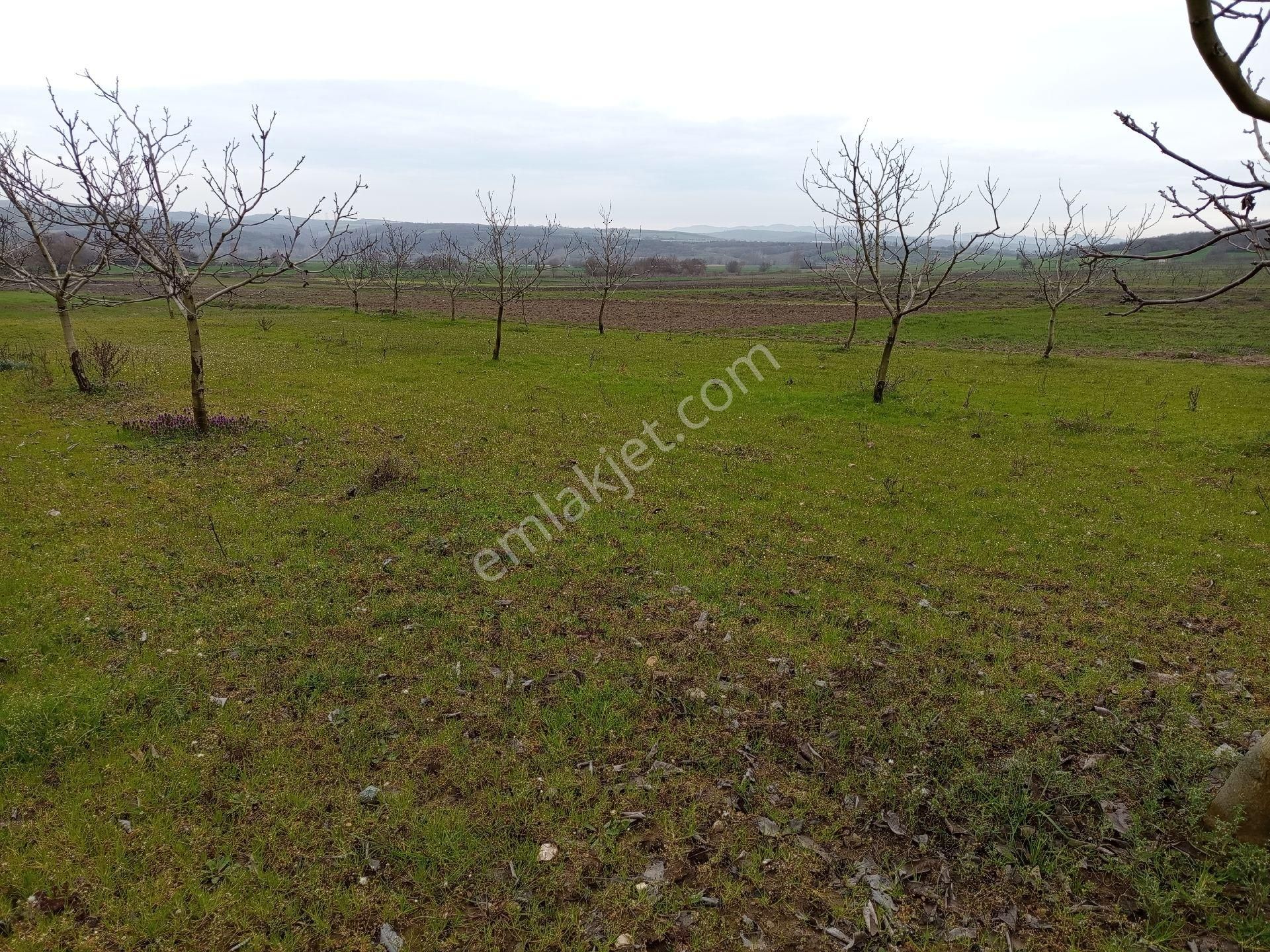 Bagirga Köyünün Kalbinde Satılık 1.700 Mt2 Ceviz Tarla Si - Görsel 6