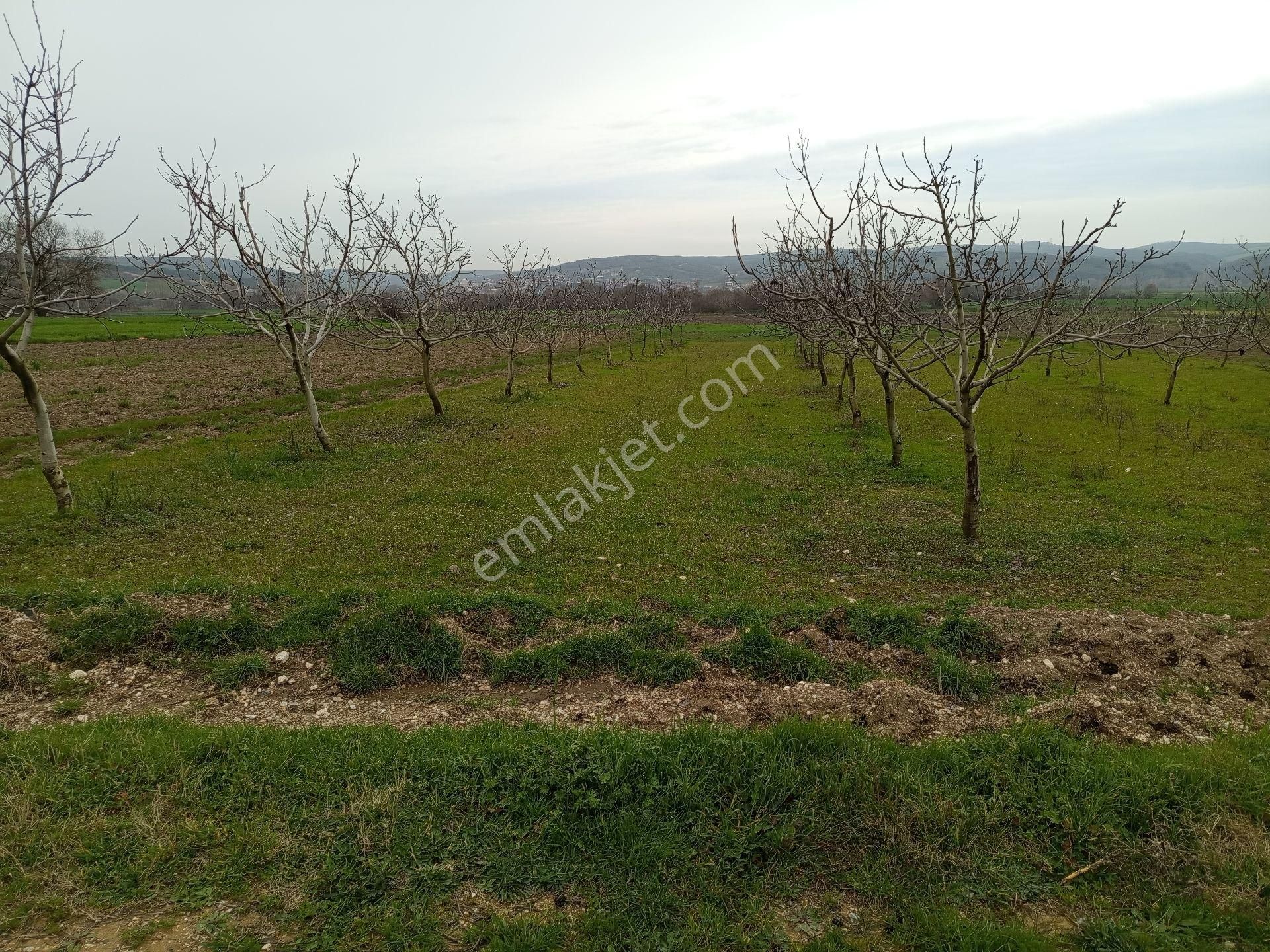 Bagirga Köyünün Kalbinde Satılık 1.700 Mt2 Ceviz Tarla Si - Görsel 3