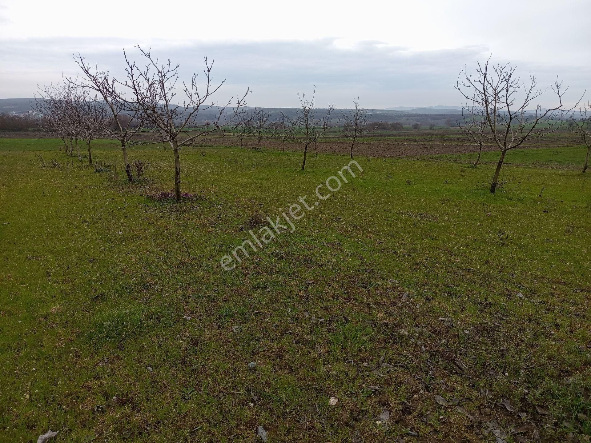 Bagirga Köyünün Kalbinde Satılık 1.700 Mt2 Ceviz Tarla Si - Görsel 7