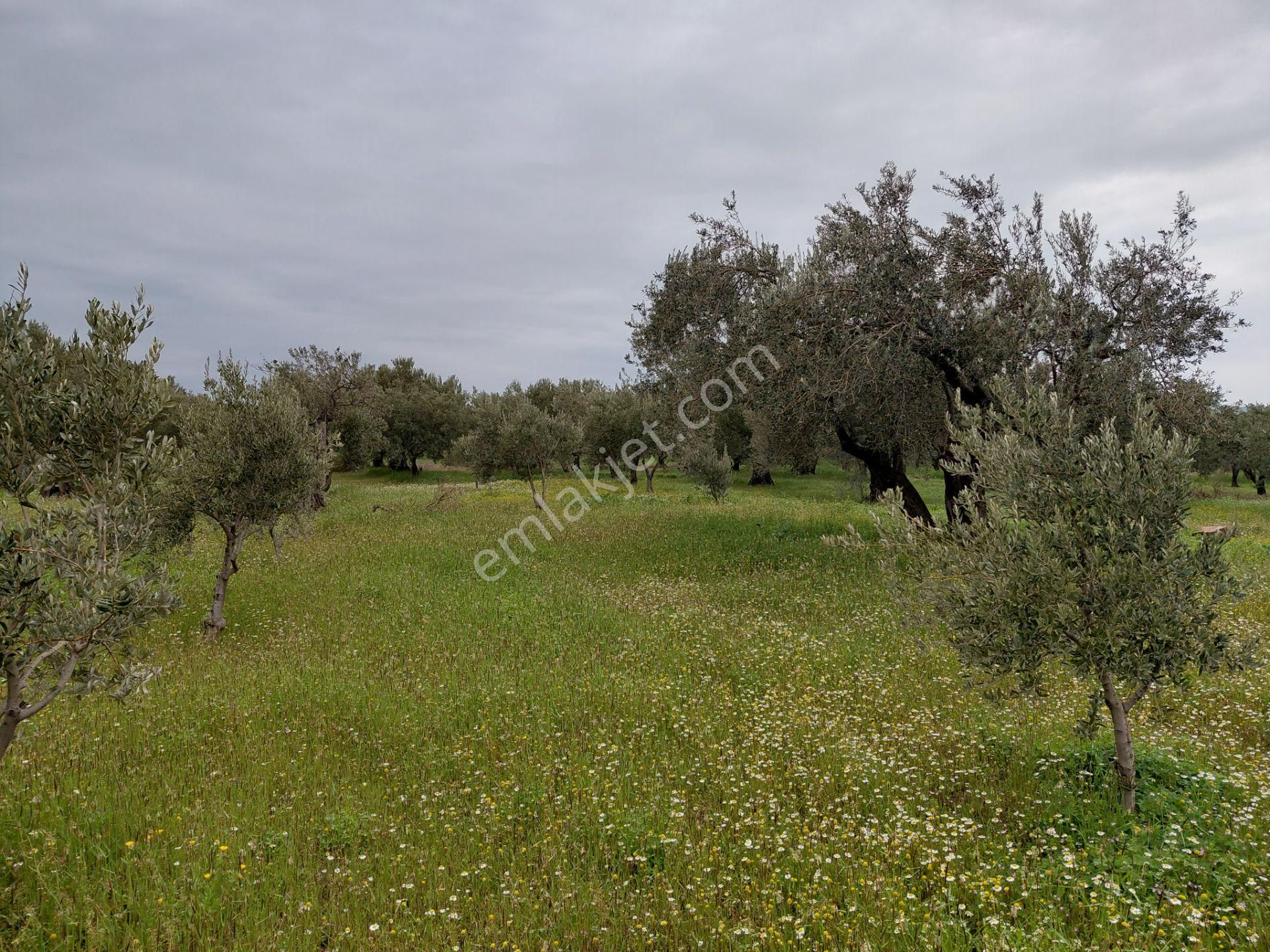 Akhisar Süleymanlı Da Satılık 2.700 M2 Zeytinlik 1.500.000 Tl