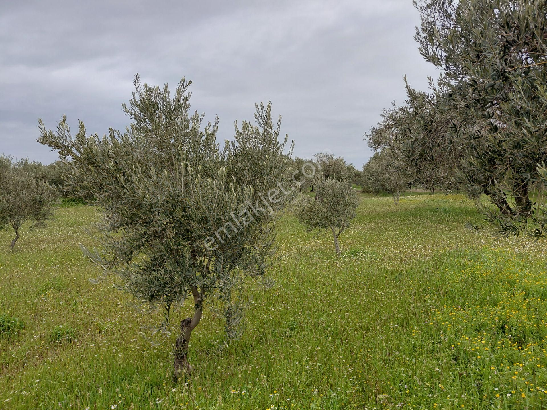 Akhisar Süleymanlı Da Satılık 2.700 M2 Zeytinlik 1.500.000 Tl - Görsel 9