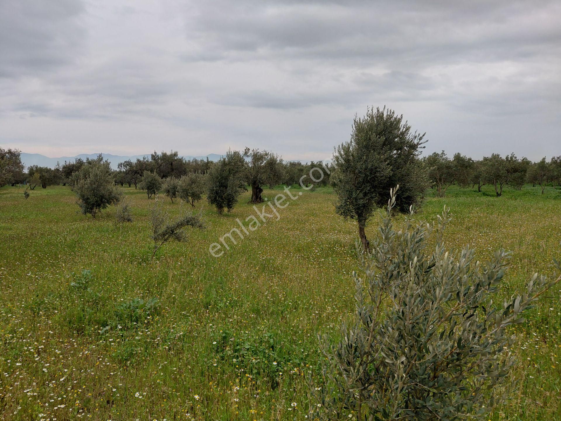 Akhisar Süleymanlı Da Satılık 2.700 M2 Zeytinlik 1.500.000 Tl - Görsel 4