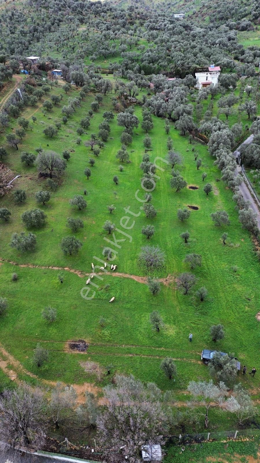 Sahibinden Zeytinlik