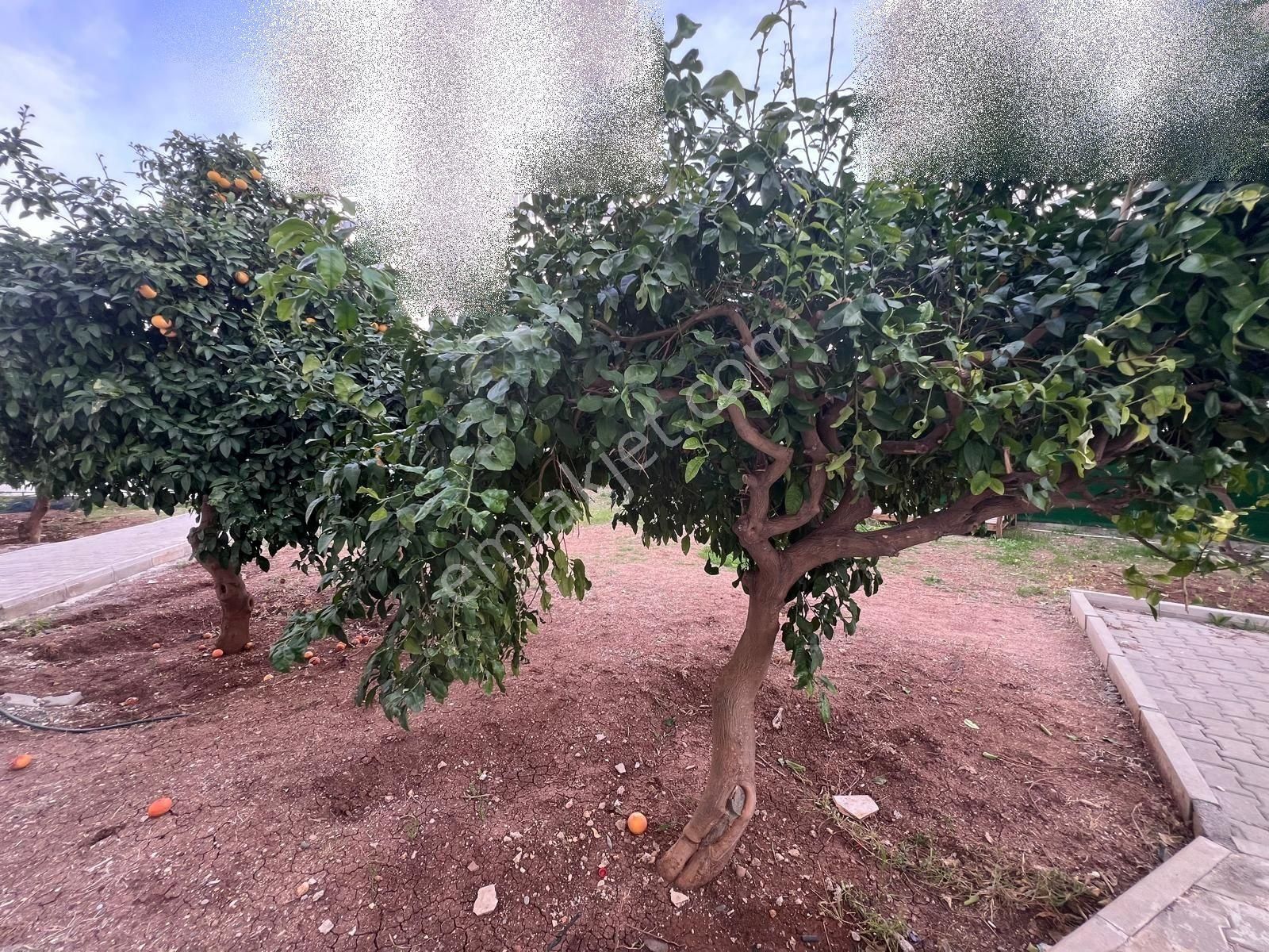 Adana Seyhan Gürselpaşa Havuzlu Güvenlikli Site İçerisinde Geniş 2+1 Çiftbanyo Giyinme Odalı - Görsel 20