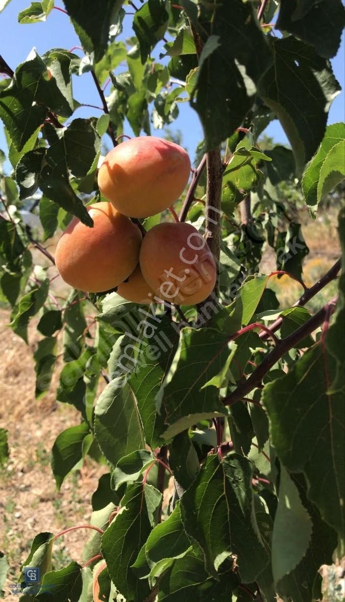 Karabağlar Kavacık Üzüm Bağı - Görsel 19