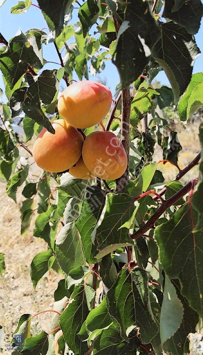 Karabağlar Kavacık Üzüm Bağı - Görsel 23