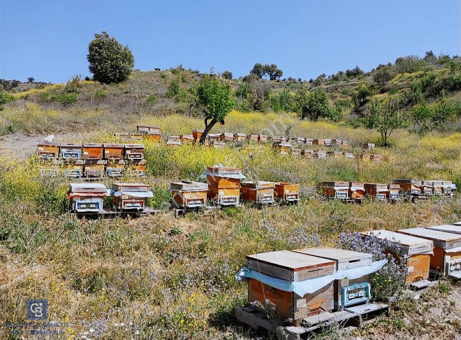 Karabağlar Kavacık Üzüm Bağı - Görsel 9