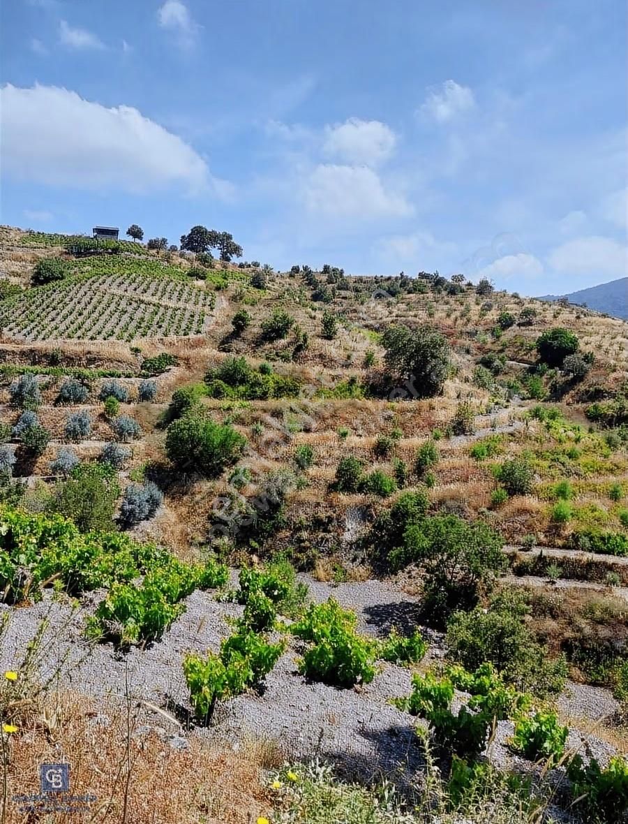 Karabağlar Kavacık Üzüm Bağı
