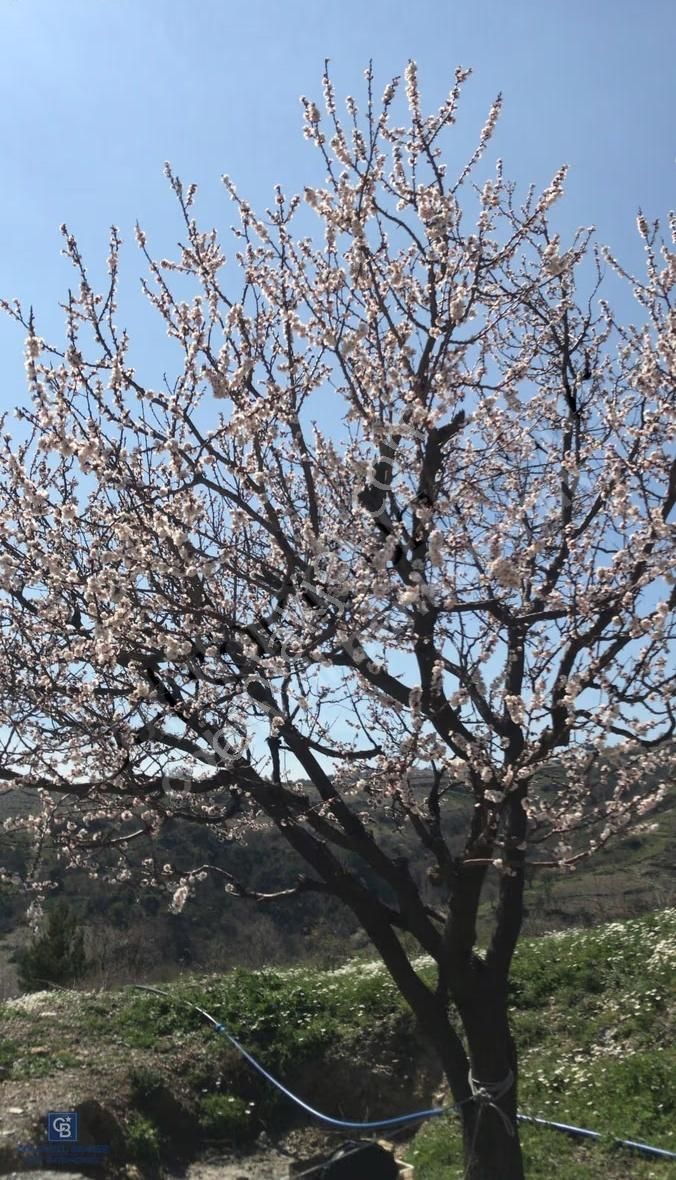 Karabağlar Kavacık Üzüm Bağı - Görsel 15