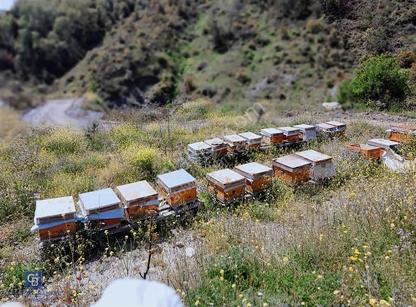 Karabağlar Kavacık Üzüm Bağı - Görsel 20