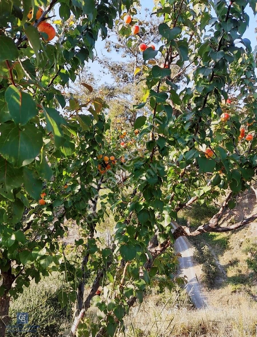 Karabağlar Kavacık Üzüm Bağı - Görsel 24