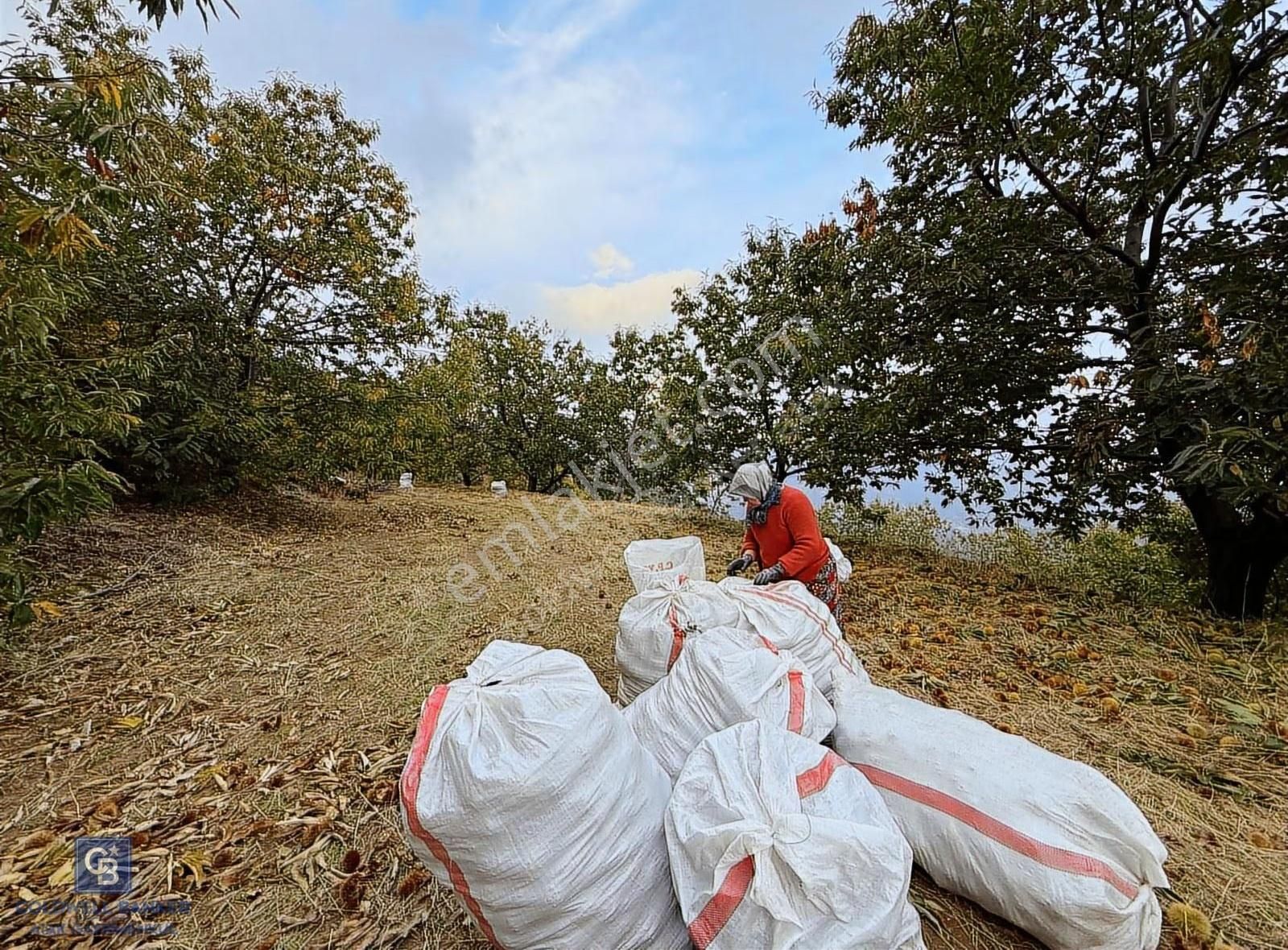 İzmir Kiraz Dokuzlar'da 9.113 M² Kestane Yetiştirmek İçin Tarla - Görsel 15