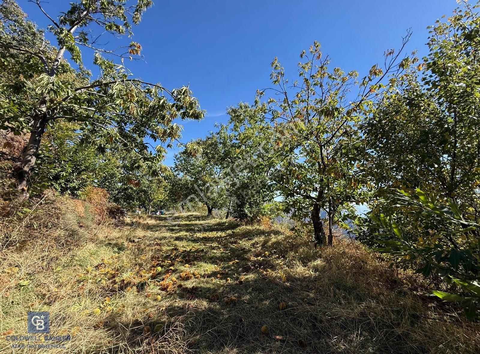 İzmir Kiraz Dokuzlar'da 9.113 M² Kestane Yetiştirmek İçin Tarla