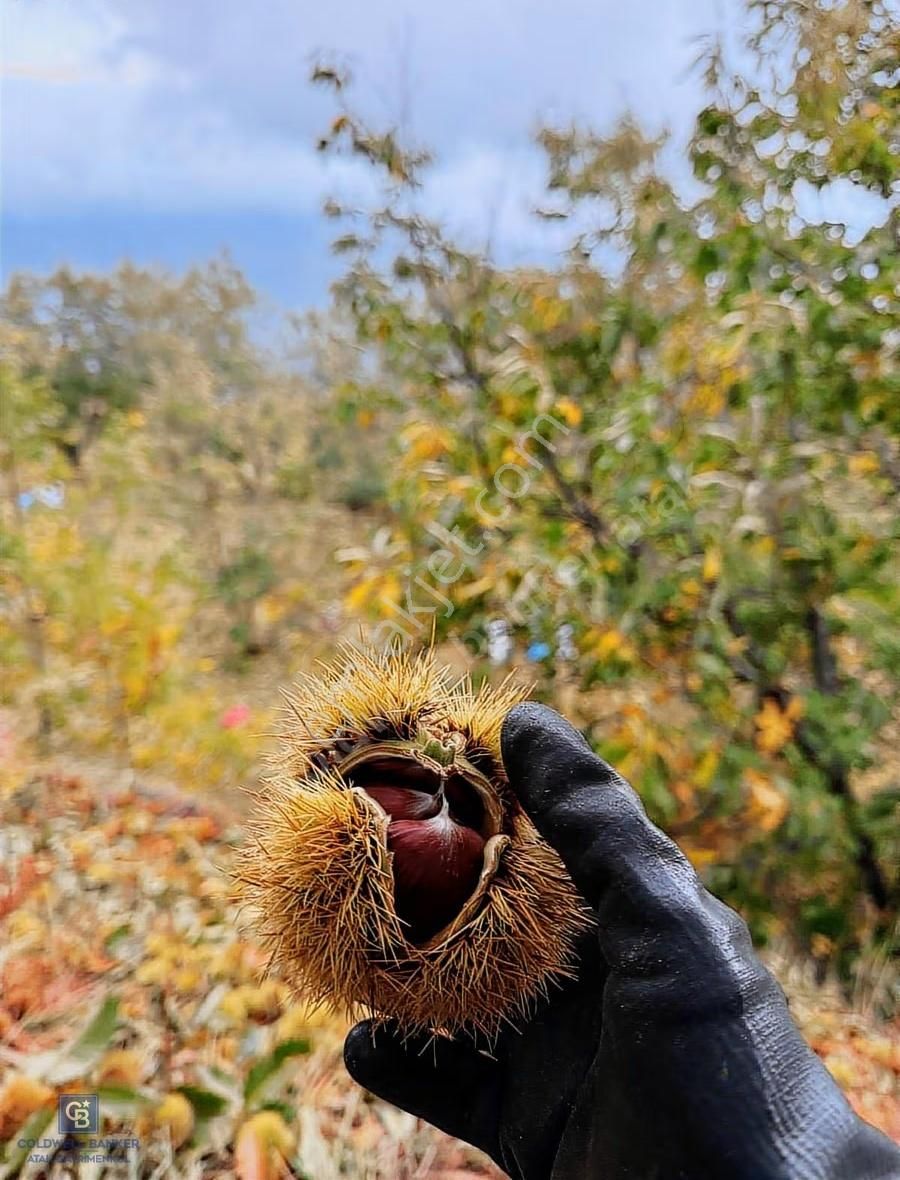 İzmir Kiraz Dokuzlar'da 9.113 M² Kestane Yetiştirmek İçin Tarla - Görsel 4