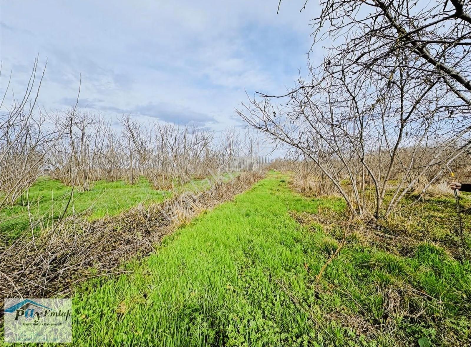 Keyalarmemduhiye'de,satılık Fındık Bahçesi
