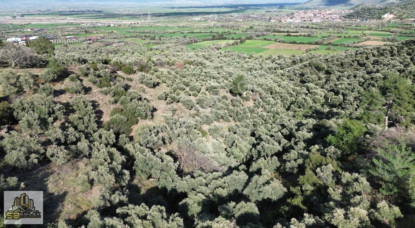 İzmir Tire Sb Emlak'tan Gökçen Mah. Yatırımlık Zeytinlik - Görsel 3