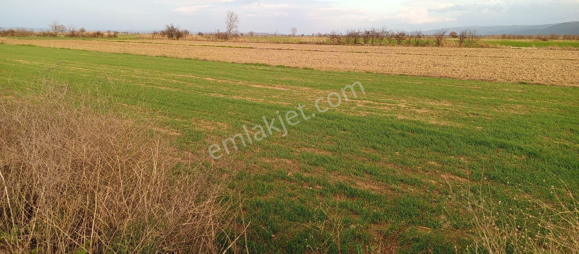 Mustafakemalpaşa Doğancı Mahallesi Satılık 507 Mt2 Tek Tapu Yola Cepheli Tarla - Görsel 26