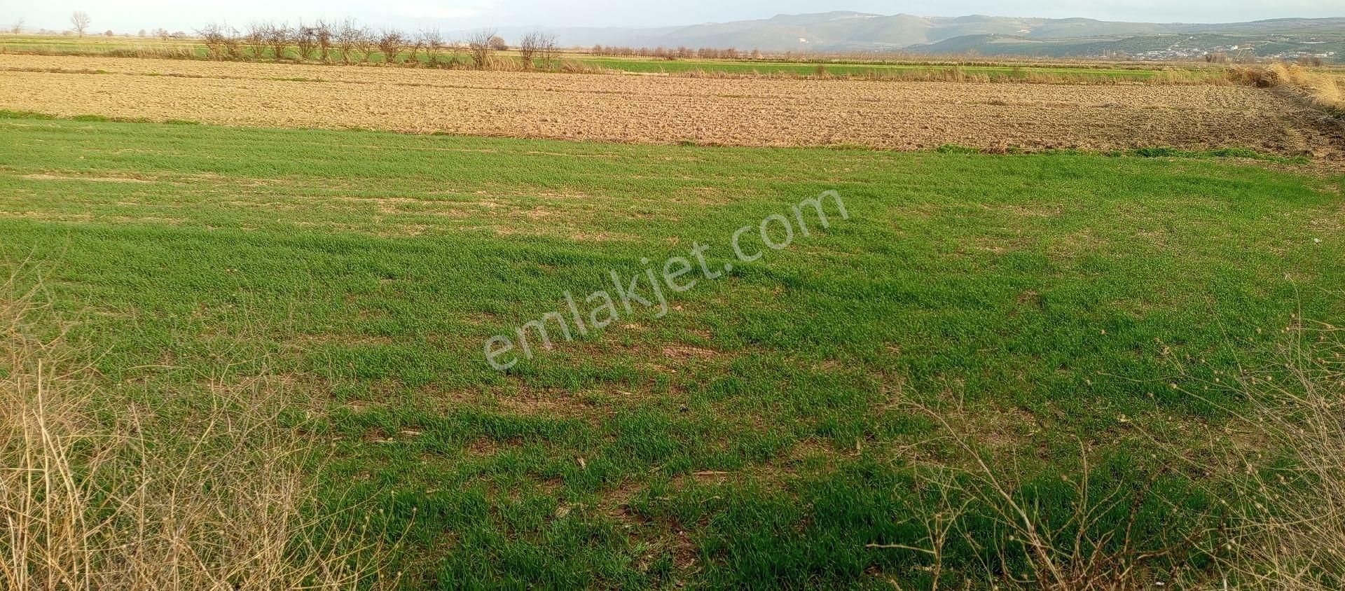 Mustafakemalpaşa Doğancı Mahallesi Satılık 507 Mt2 Tek Tapu Yola Cepheli Tarla - Görsel 13