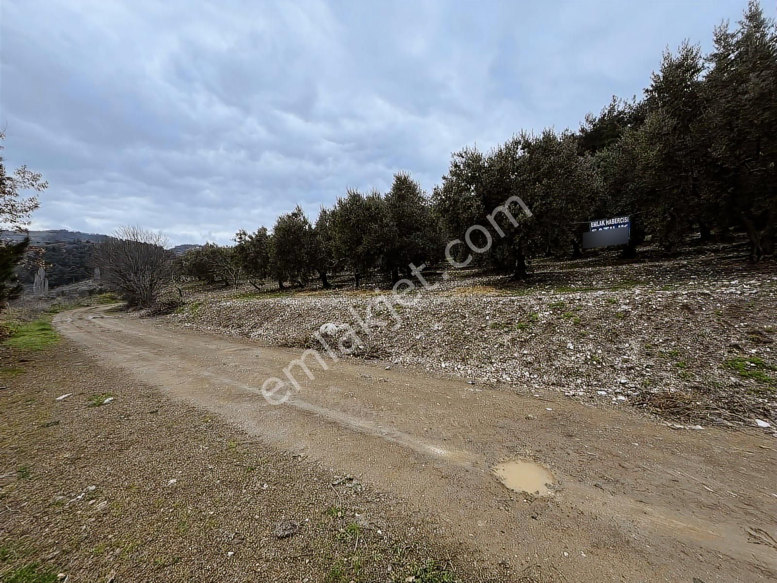 Çepni'de Köy Merkezine Yakın Kadastral Yola Cephe 4.460 M2 Arazi