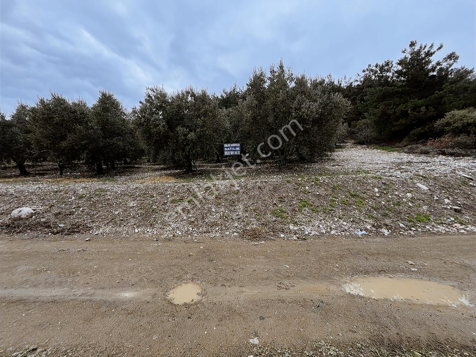 Çepni'de Köy Merkezine Yakın Kadastral Yola Cephe 4.460 M2 Arazi - Görsel 4