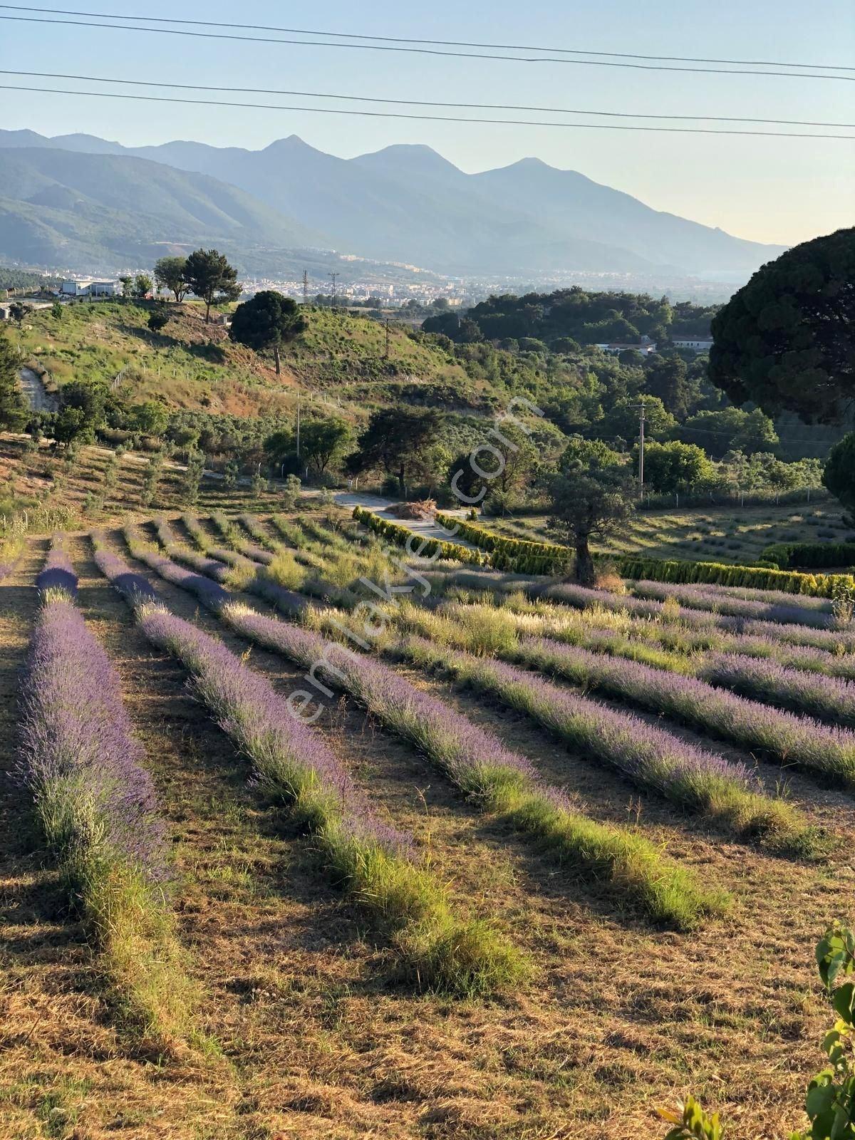 Kuşadası Caferli’de 61.000 M² Teraslanmış, Altyapısı Hazır, Körfez Manzaralı Yatırım Arazisi - Görsel 17