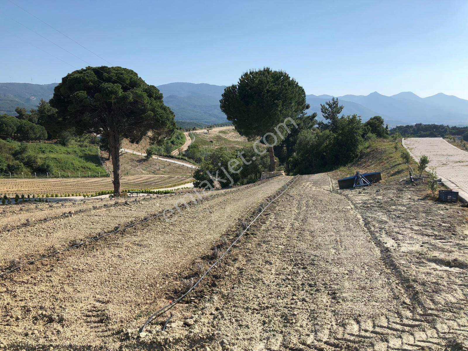 Kuşadası Caferli’de 61.000 M² Teraslanmış, Altyapısı Hazır, Körfez Manzaralı Yatırım Arazisi - Görsel 8