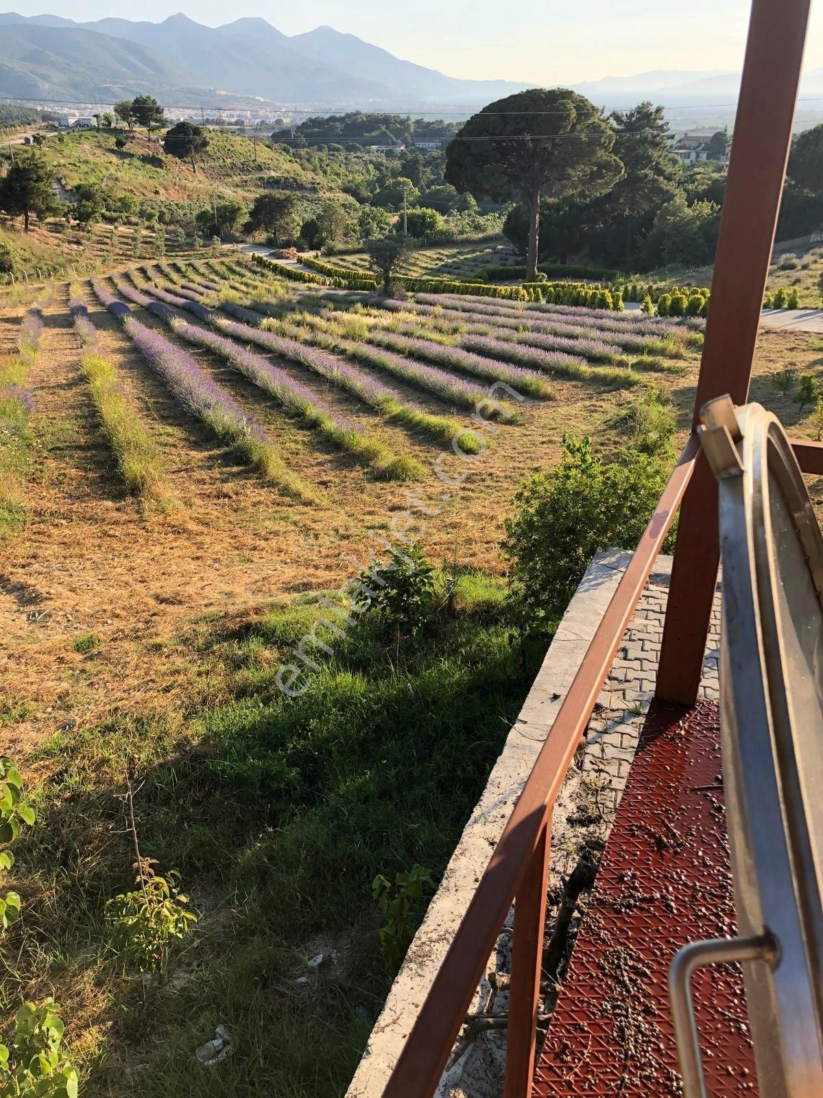 Kuşadası Caferli’de 61.000 M² Teraslanmış, Altyapısı Hazır, Körfez Manzaralı Yatırım Arazisi - Görsel 15