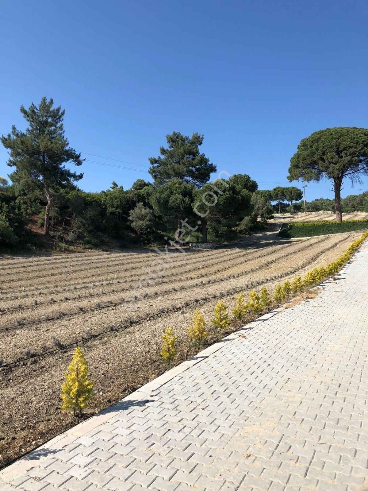 Kuşadası Caferli’de 61.000 M² Teraslanmış, Altyapısı Hazır, Körfez Manzaralı Yatırım Arazisi - Görsel 6