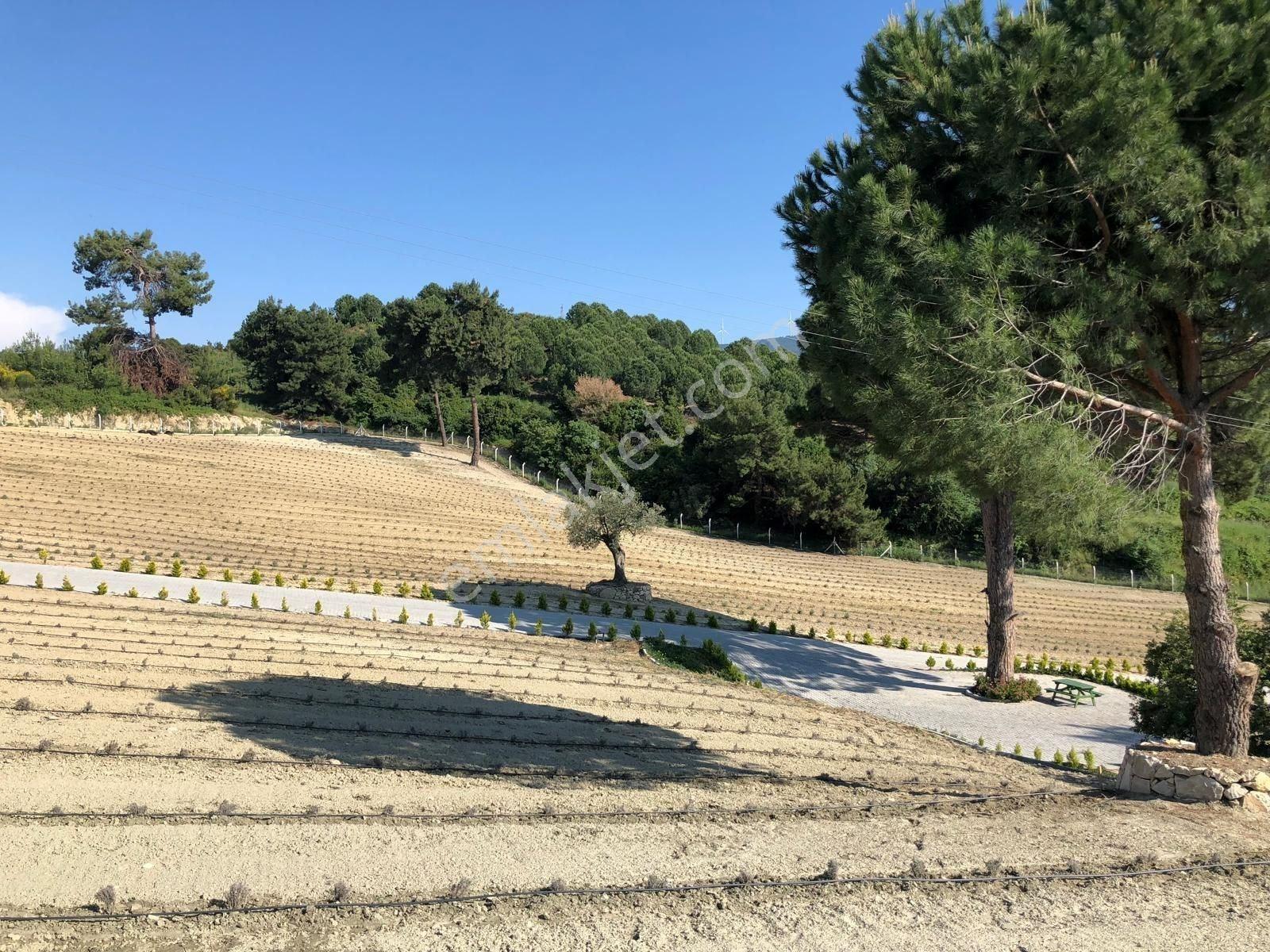 Kuşadası Caferli’de 61.000 M² Teraslanmış, Altyapısı Hazır, Körfez Manzaralı Yatırım Arazisi - Görsel 3