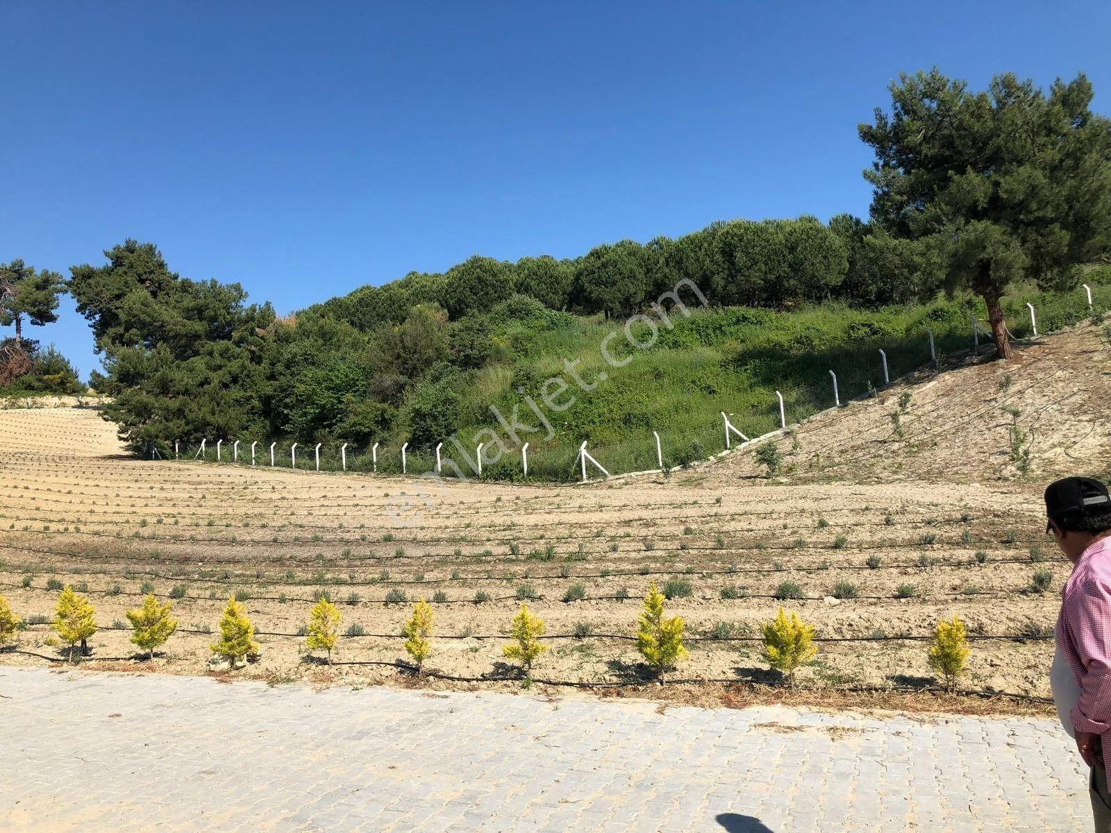 Kuşadası Caferli’de 61.000 M² Teraslanmış, Altyapısı Hazır, Körfez Manzaralı Yatırım Arazisi - Görsel 7