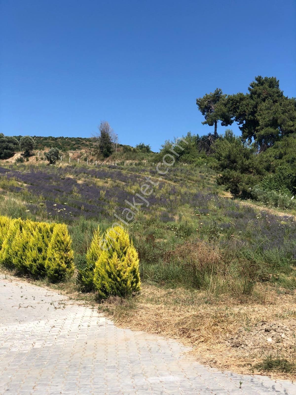 Kuşadası Caferli’de 61.000 M² Teraslanmış, Altyapısı Hazır, Körfez Manzaralı Yatırım Arazisi - Görsel 16
