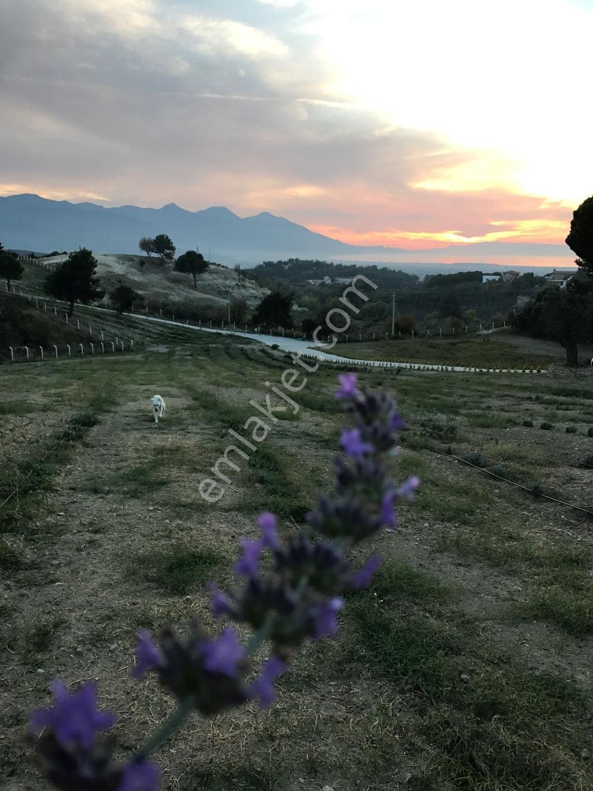 Kuşadası Caferli’de 61.000 M² Teraslanmış, Altyapısı Hazır, Körfez Manzaralı Yatırım Arazisi - Görsel 9