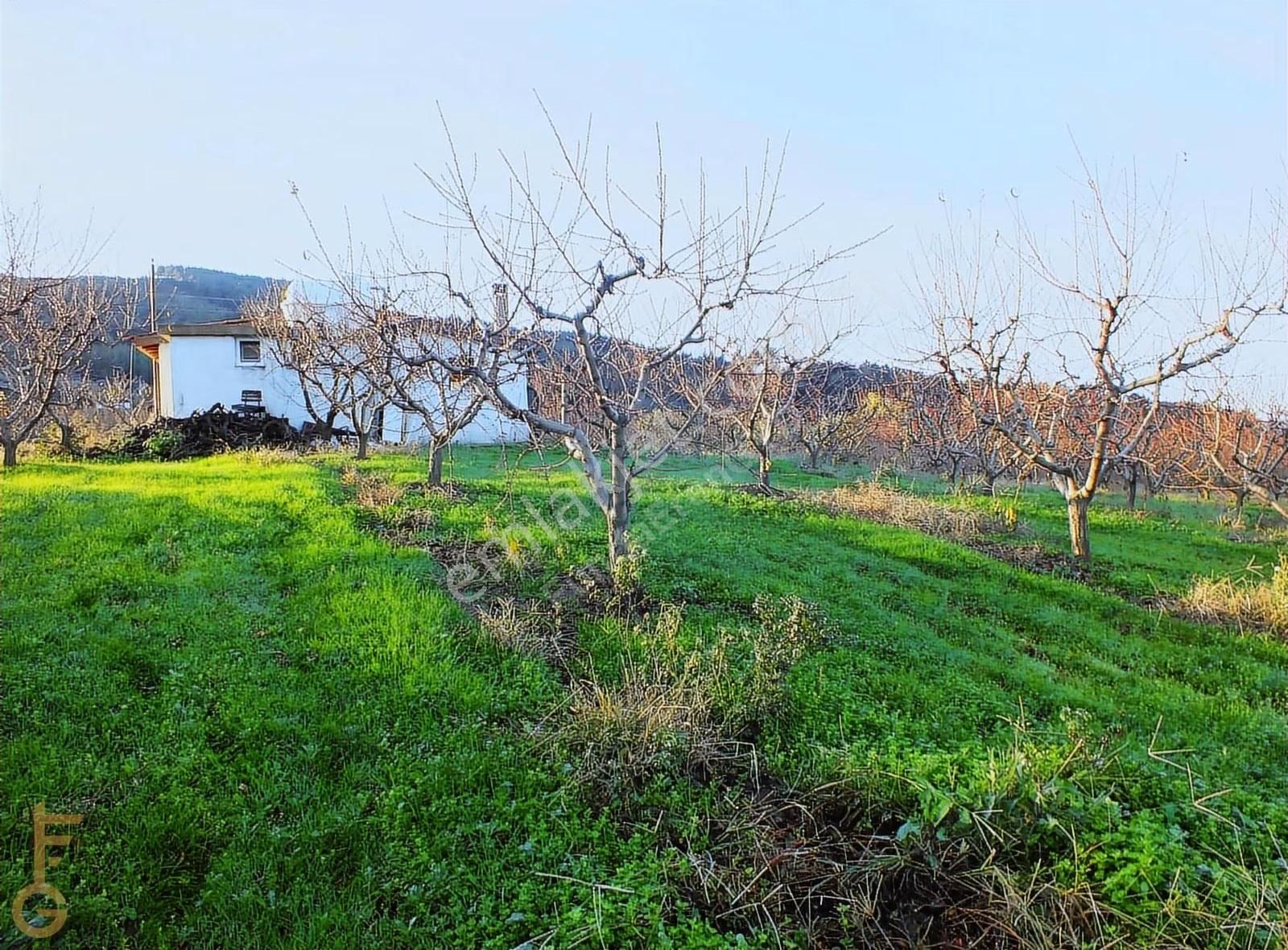 Şirince' De 2 Odalı 72m² Yapı Ve Şeftali Bahçesi Satılık 6927m²