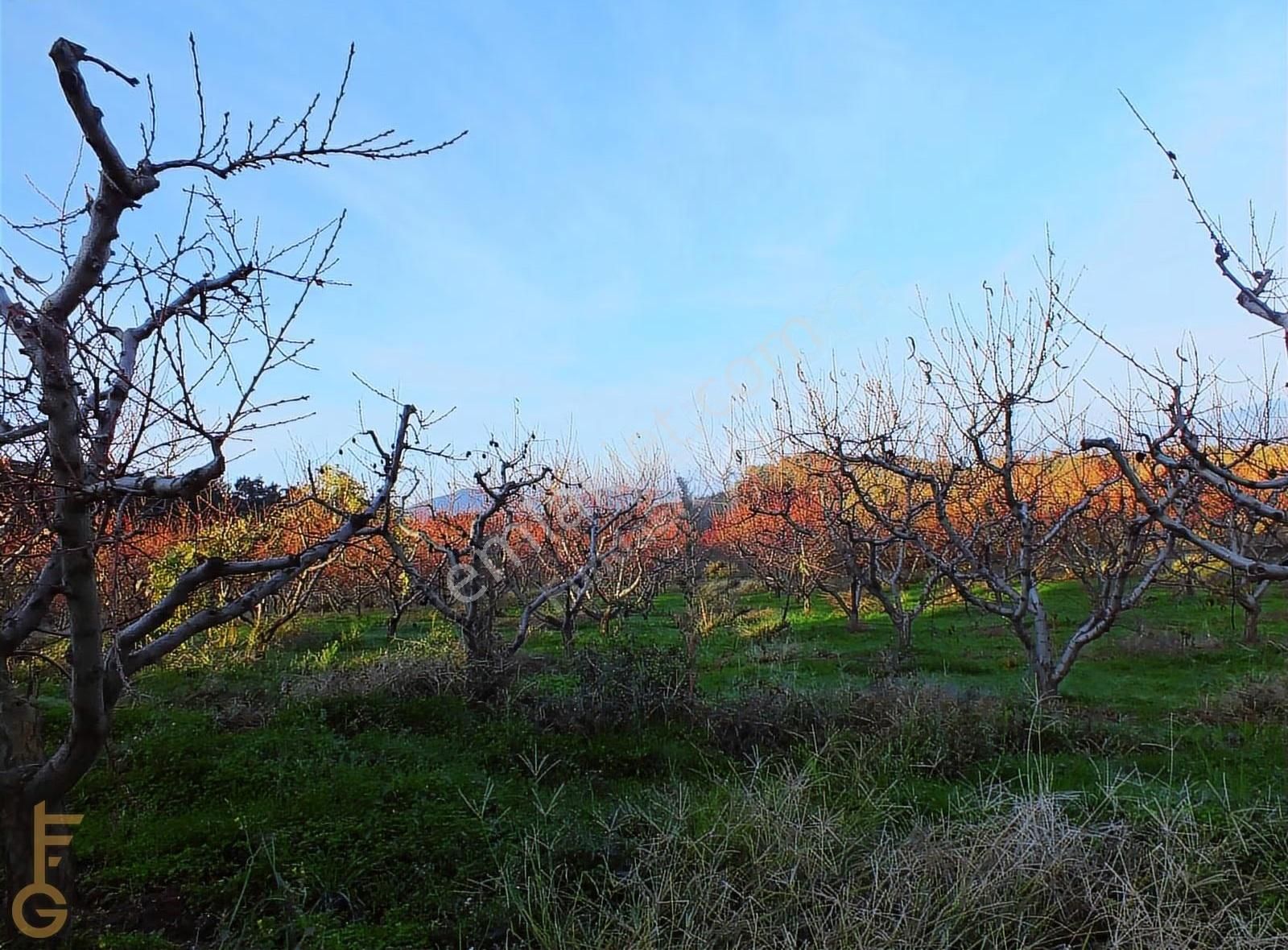 Şirince' De 2 Odalı 72m² Yapı Ve Şeftali Bahçesi Satılık 6927m² - Görsel 8