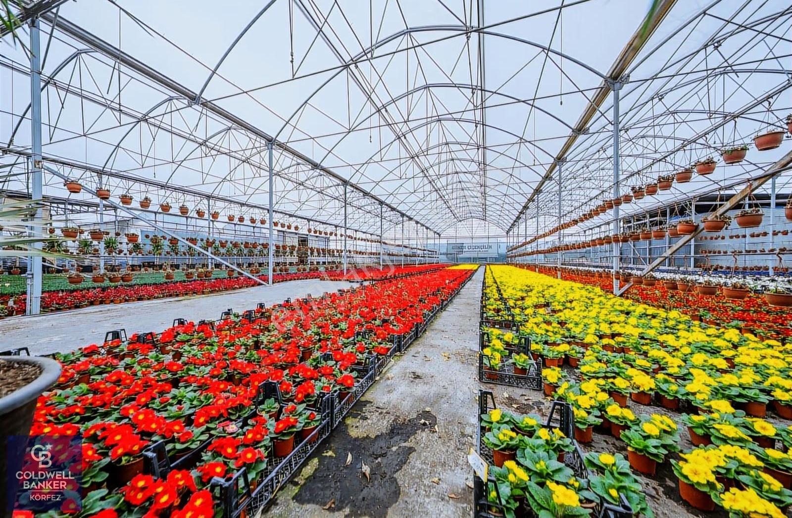 Bölgenin En Büyük Serası Güner Çiçekçilik Satılık - Görsel 29