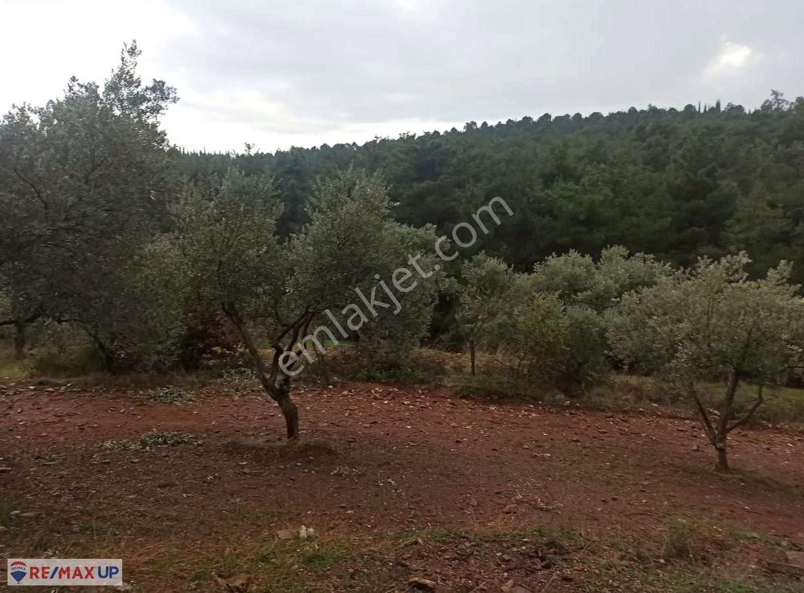Satılık Zeytinlik - Torbalı Düverlik Köyü - Görsel 13